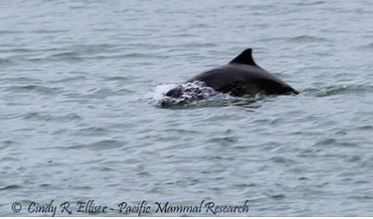 Harbor Porpoises Program